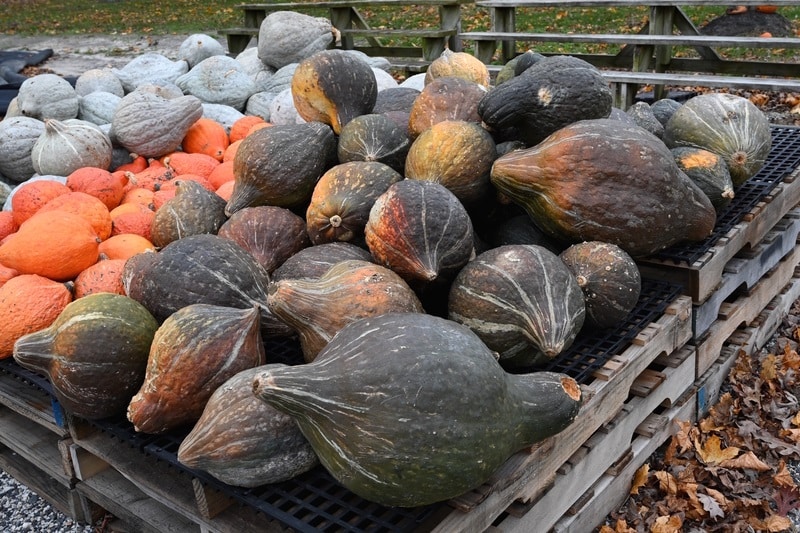 Hubbard squash