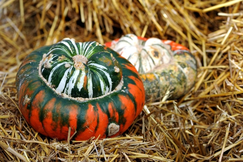 Turban Squash