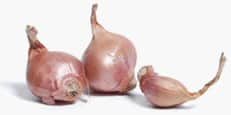 Shallots