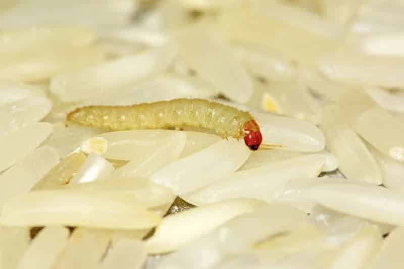 Does Rice Turn Into Maggots?
