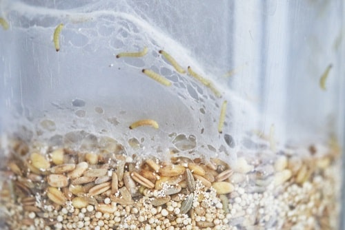 Grain larvae