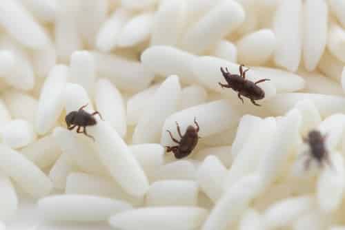 Rice weevils