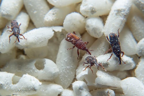Weevils damaging rice