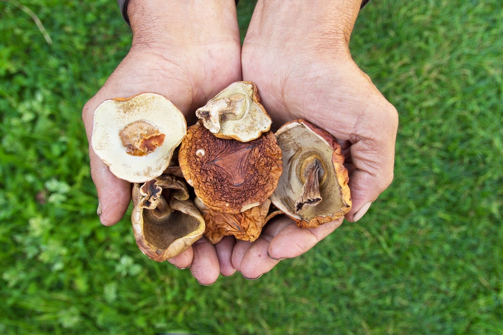 porcini mushrooms and shiitake mushrooms