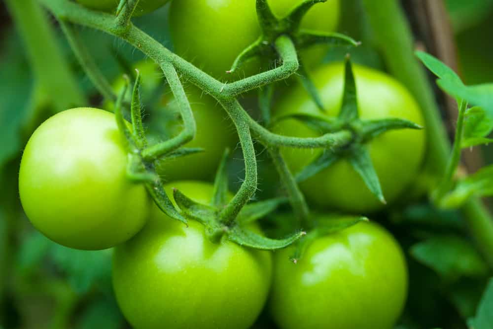 Substitute for Green Tomatoes