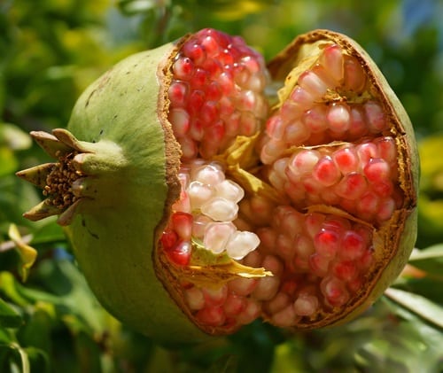 Green unripe cracked pomegranate