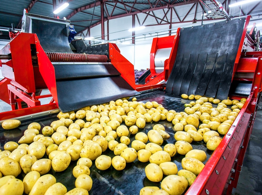 Potato sorting, processing and packing factory