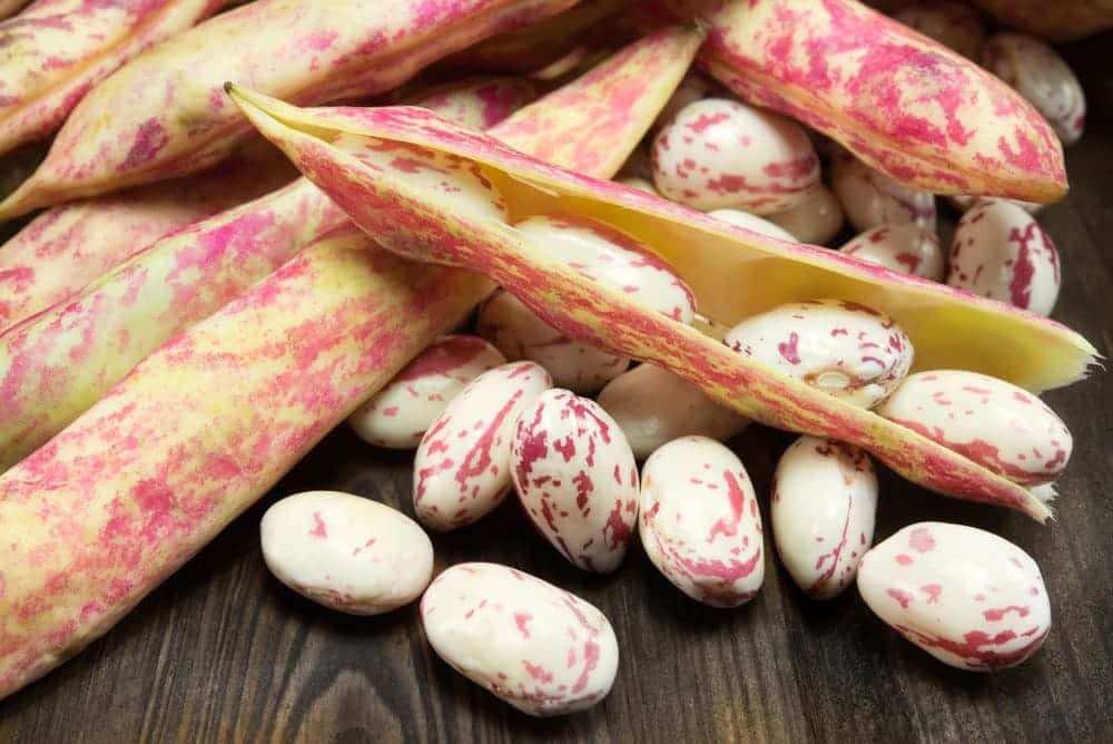 5 Best Substitutes For Borlotti Beans Miss Vickie