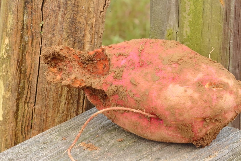 Holes In Sweet Potato