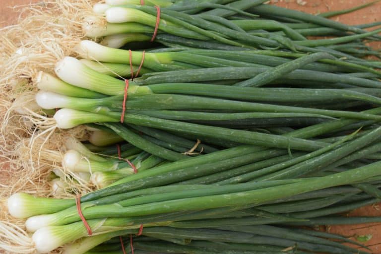 Long Green Onion: Everything You Need To Know - Miss Vickie