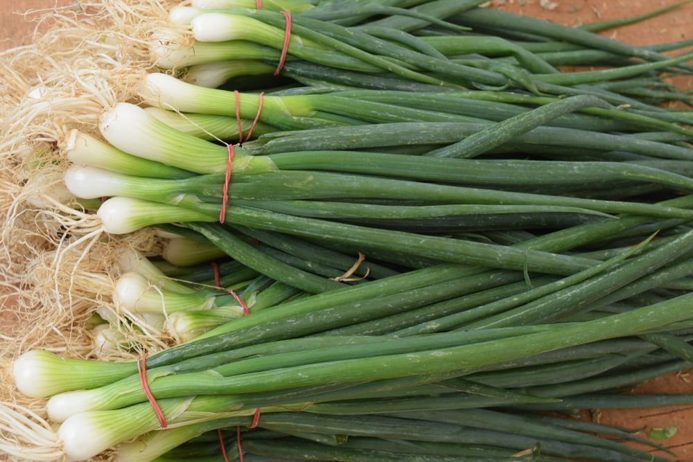 long green onion