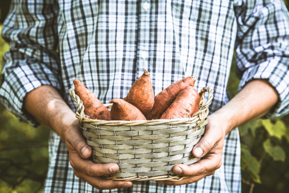 Pithy Sweet Potato