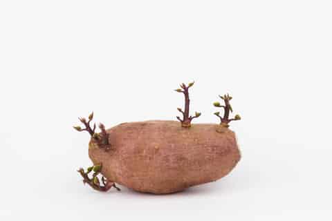 Sprouting sweet potato