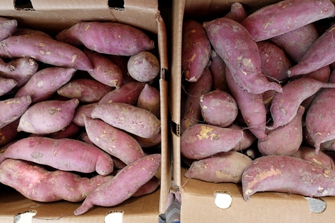 Sweet potato in boxes