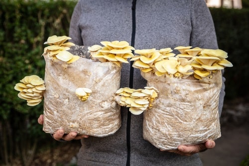 Sterilization of substrate is important for the successful growth of mushrooms