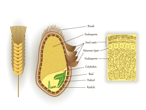 The anatomy of a wheat grain