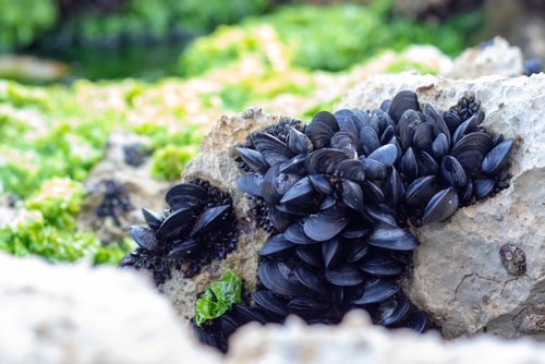 Black mussels on rock