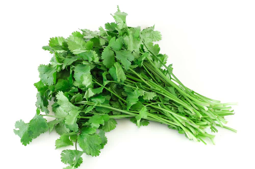 cilantro smells like stink bugs