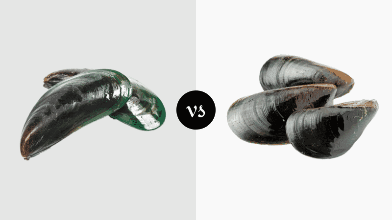 Green Mussels vs Black Mussels