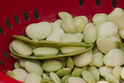 Lima beans split is caused by the rehydrating process
