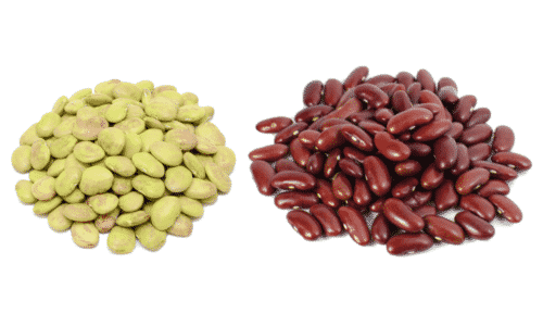 Lima beans are similar in shape to kidney beans