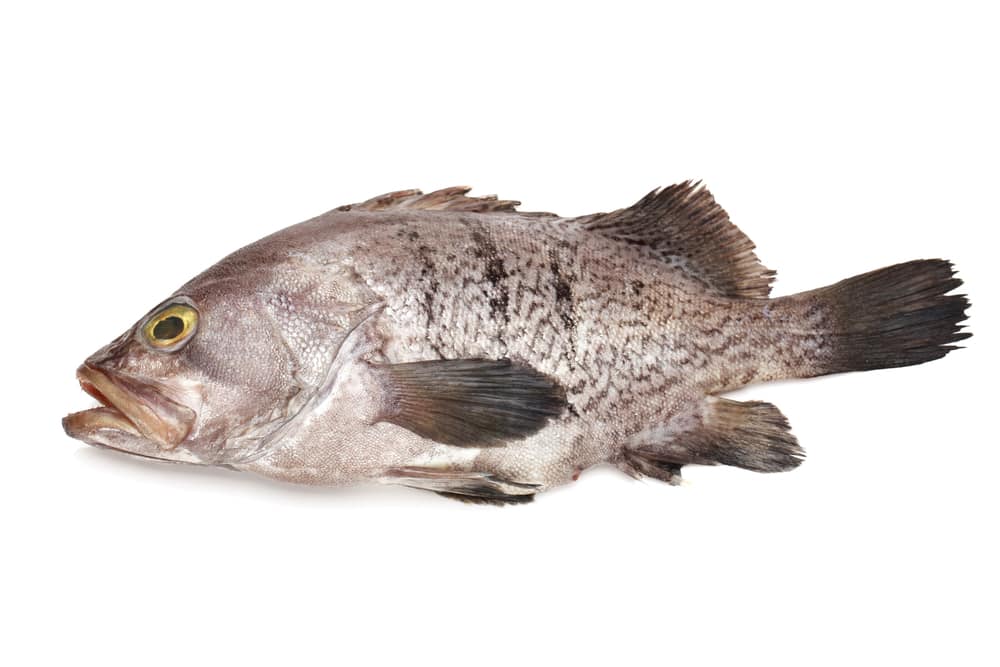 Grouper