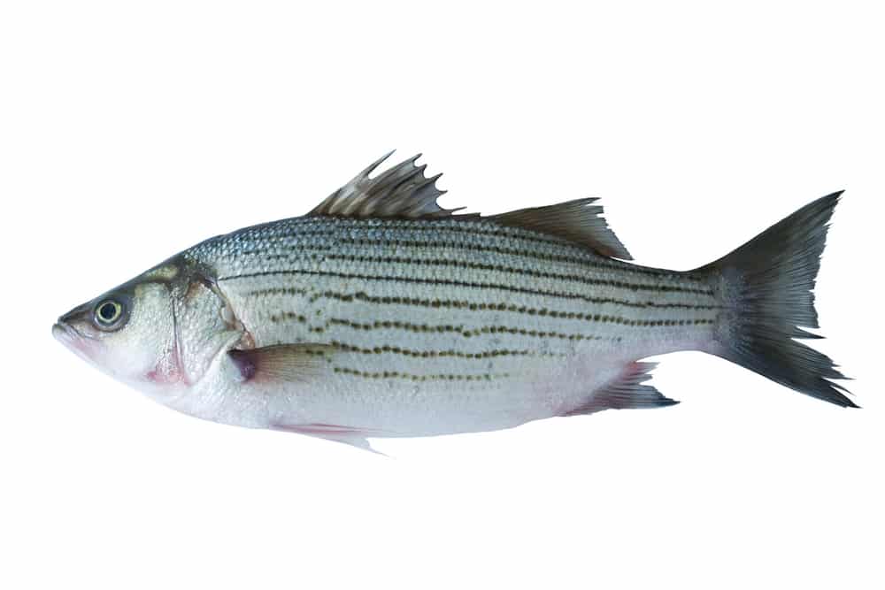 Striped Bass