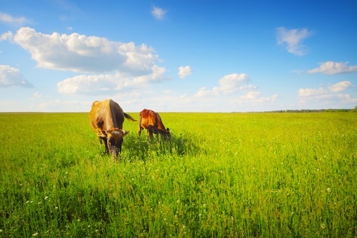 Does the feeding type make a difference to beef or calf liver?