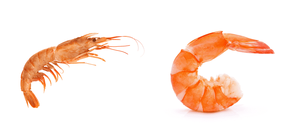 Langoustine vs Shrimp: What&amp;#39;s The Difference? - Miss Vickie
