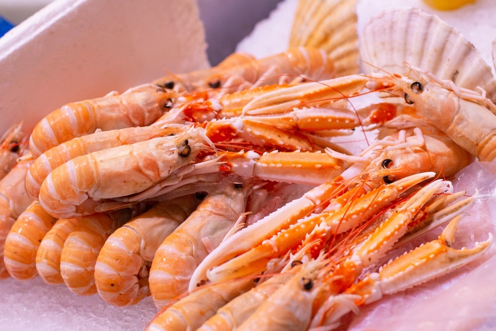 langoustines scampi norway lobster dublin bay prawn