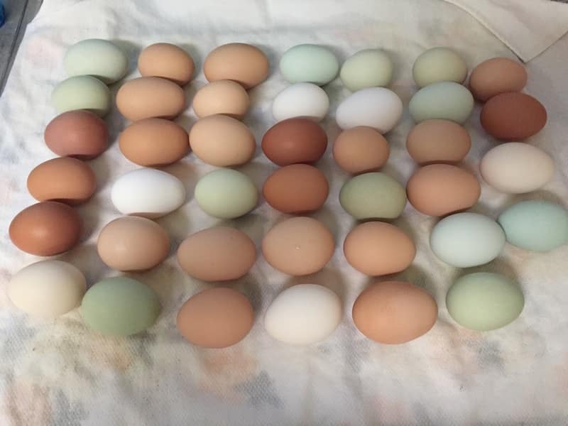 egg varieties