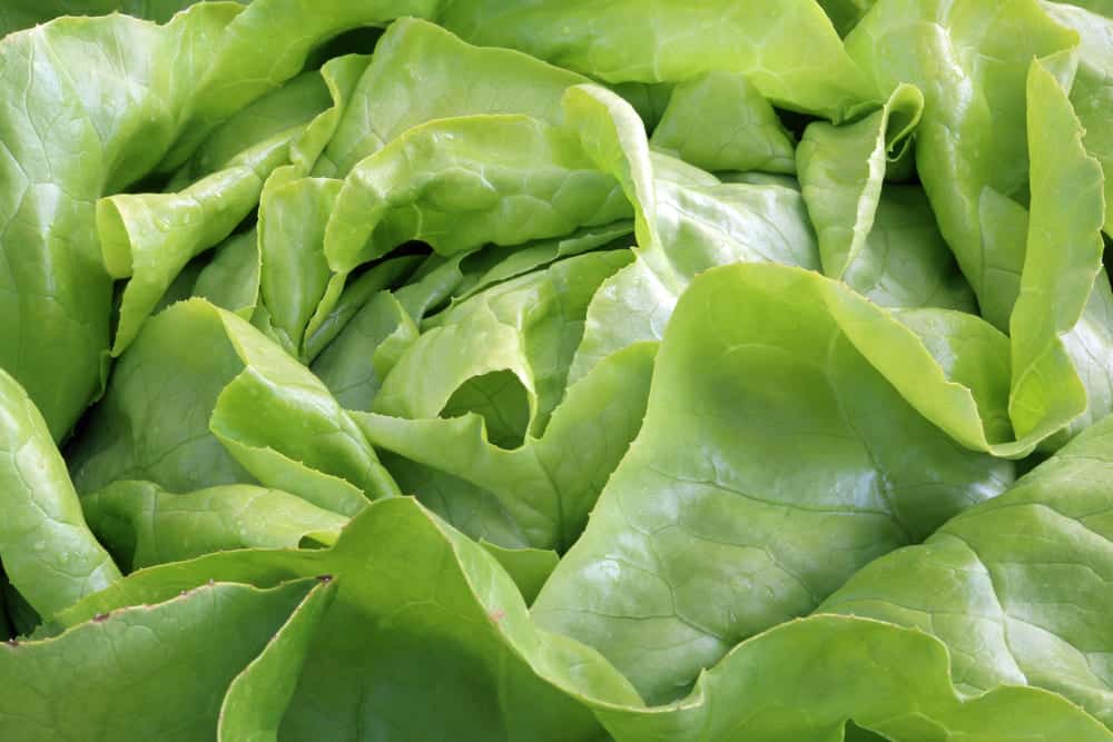 bibb lettuce substitutes