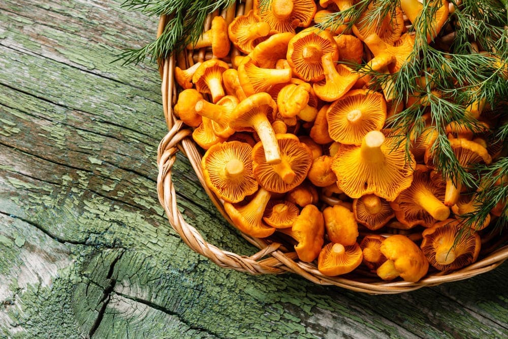 chanterelle mushroom substitutes