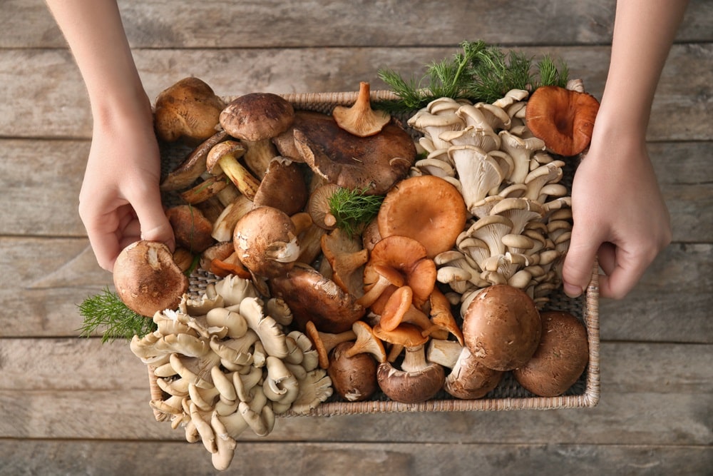 variety of raw mushrooms