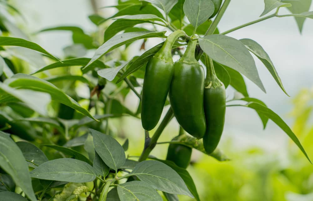 Jalapeno hot peppers on plant