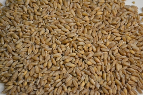 Triticale Berries