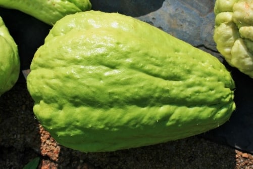 Chayote Squash