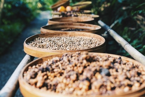 Kahlua coffee beans