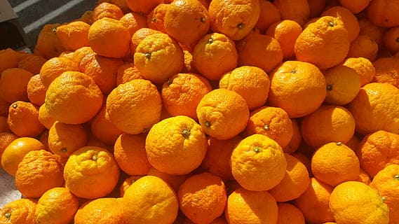 Lahara Orange