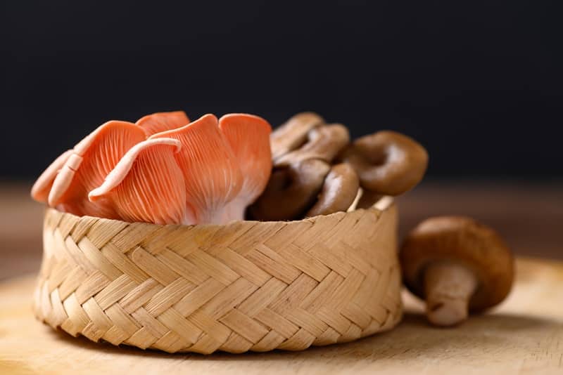 pink oyster mushroom basket