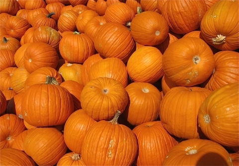 Pumpkin