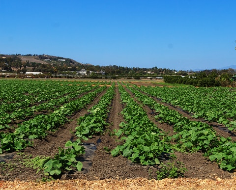 Summer squash plants