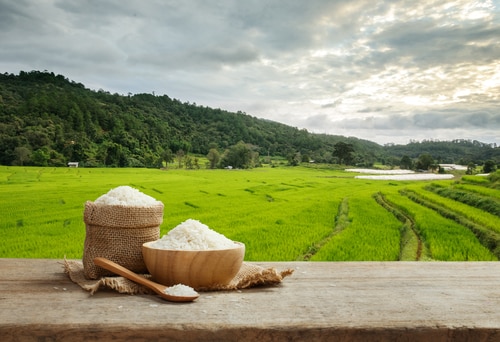 Rice field