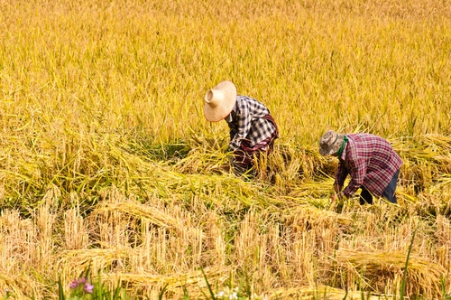 Rice harvesting