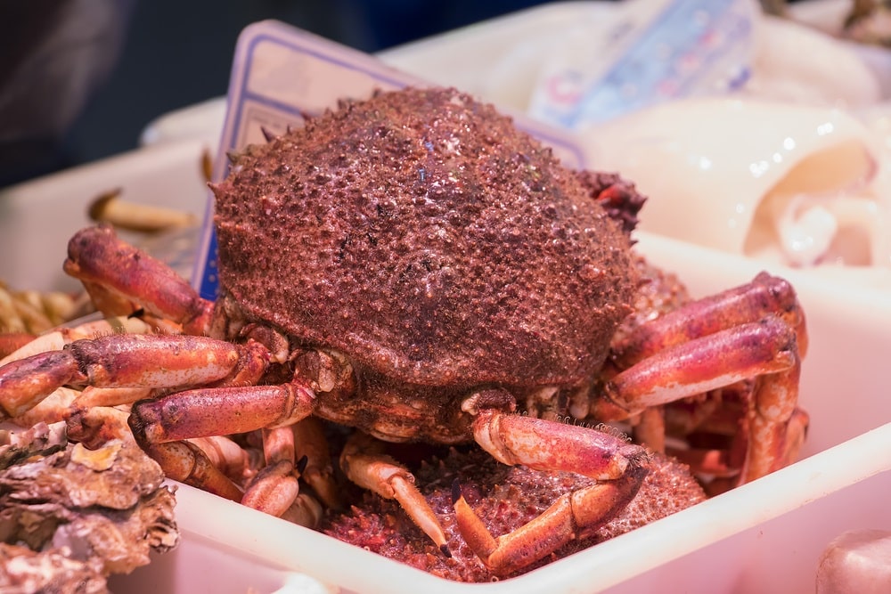 Fresh spider crab (centolla)