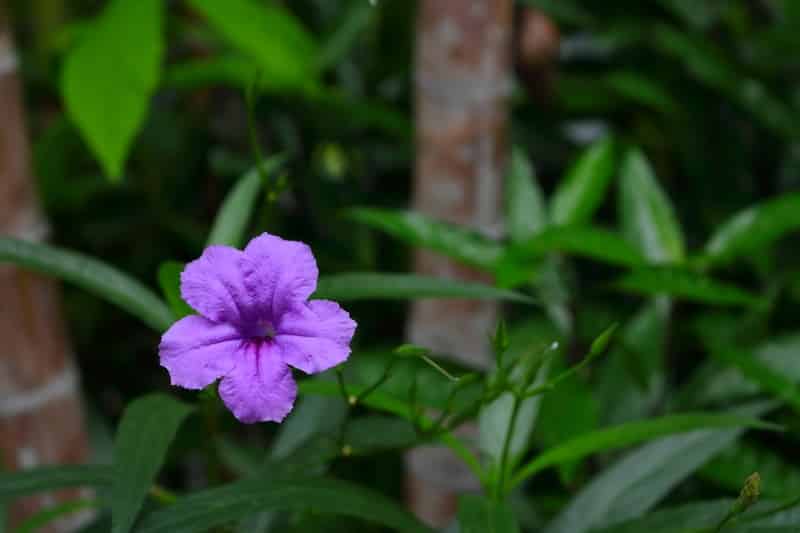 pendanus flower