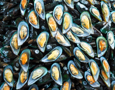 Mussels color