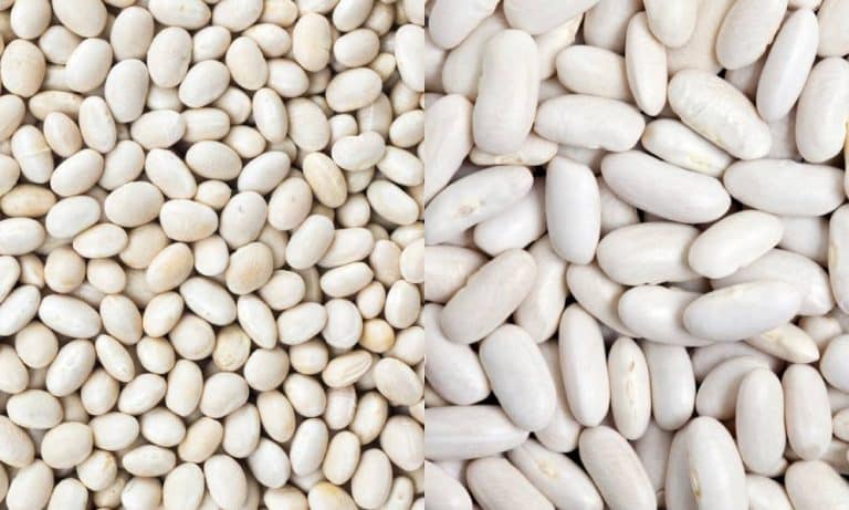 Cannellini Beans vs Great Northern Beans: What's The Difference? - Miss