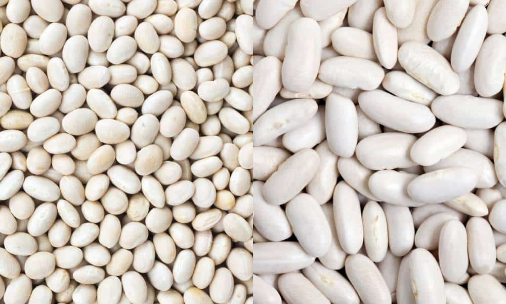 Which Is The Best - Cannellini Beans Or Great Northern Beans