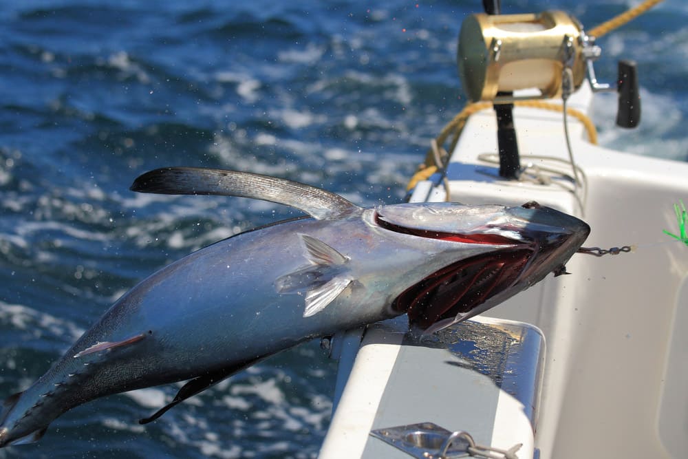 Albacore caught off Cape Point South Africa Atlantic Ocean